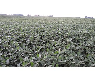 Tract 2 - OHIO REAL ESTATE AUCTION, 198+/- Acres offered in 6 Tracts